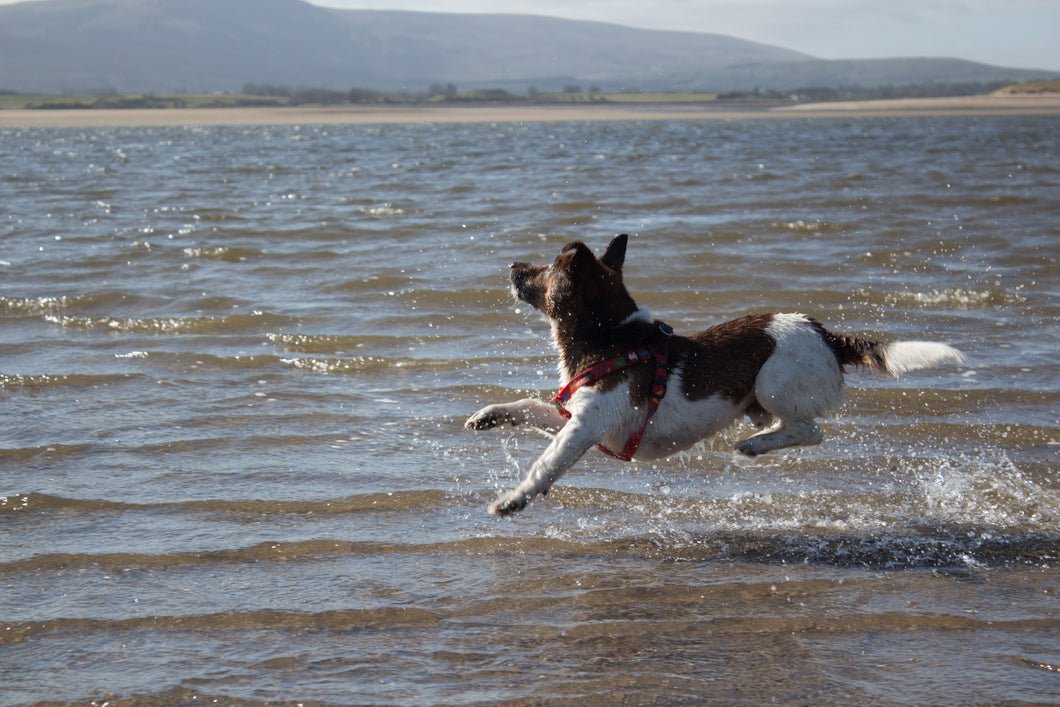 T2 Training Test Splunk Change